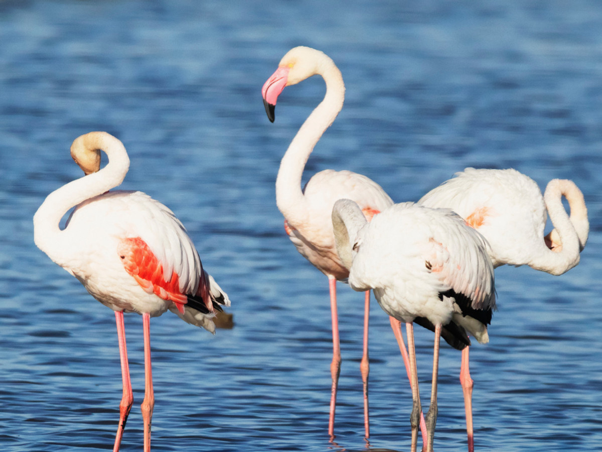 Flamingos in the Sado estuary